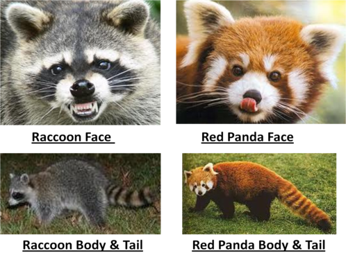 Picture2 - Raccoon And Red Panda Similarities (498x368), Png Download