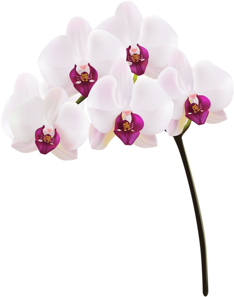 Orchid Png Clip Art Image - Orchid Png (481x600), Png Download