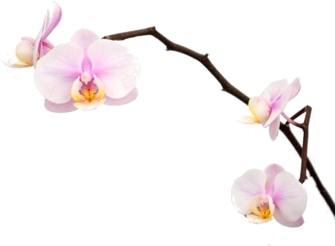 Pink-orch#vector - Pink Orchid Png Vector (500x500), Png Download