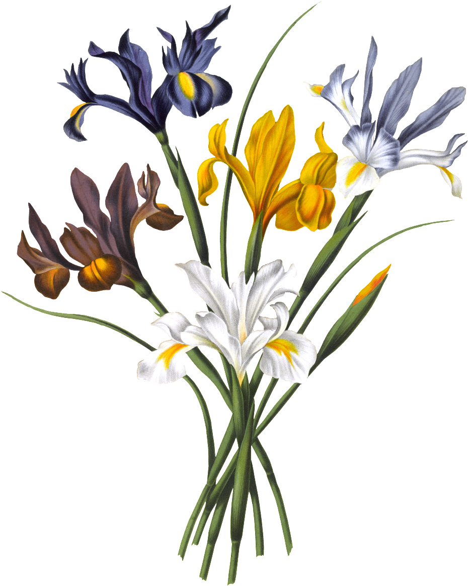 Hd Orchid Png Element - Illustration (1024x1280), Png Download