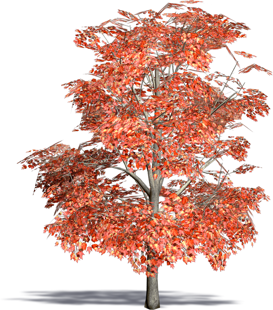Red Maple (1000x1000), Png Download