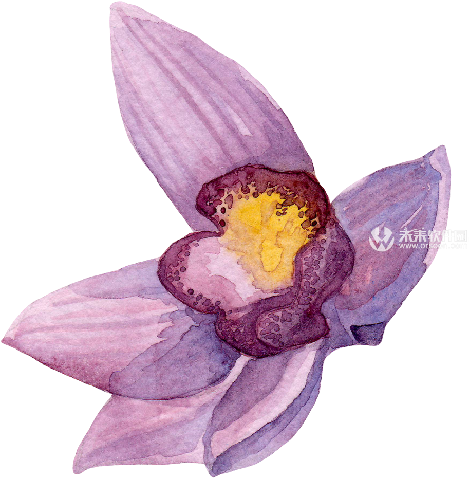 Creativemarket Watercolor Orchid Flowers Clip Art 效果图 - Bunch-flowered Daffodil (945x945), Png Download