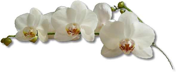 Experience - Breezy - Orchids (665x415), Png Download