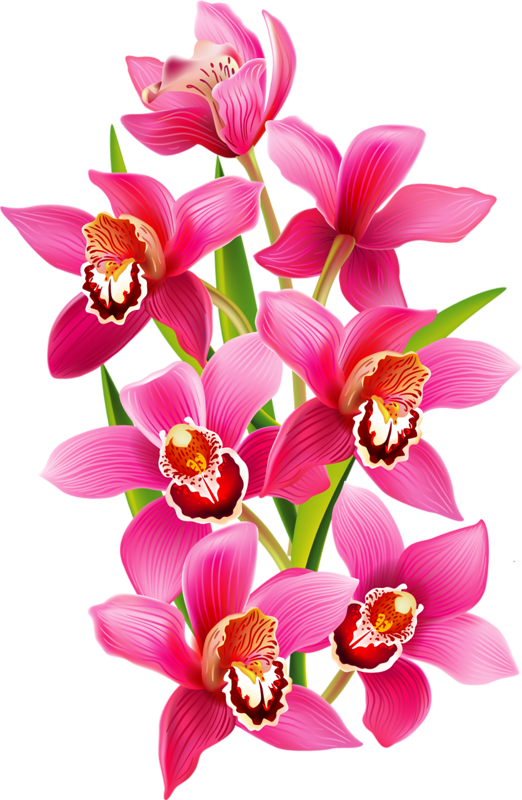 Fleurs Flores Flowers Bloemen Png Coloring Book - Transparent Orchids (522x800), Png Download