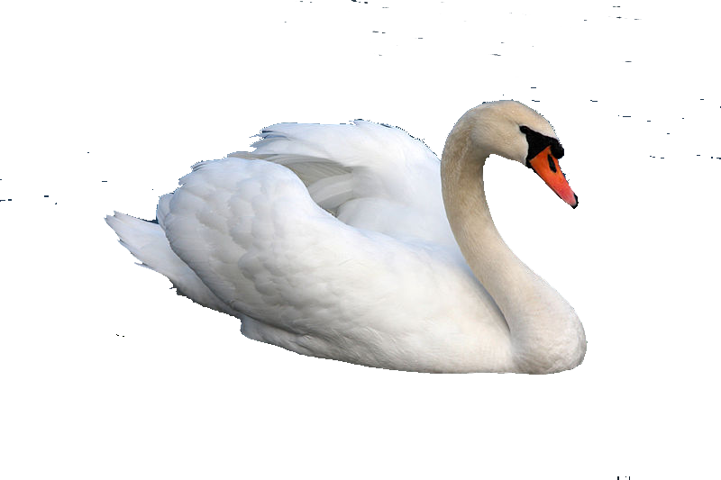 About - Hamsa Images Png (800x533), Png Download