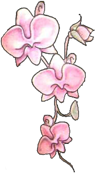 Pink Orchid Flowers Tattoos Design - Tattoo (350x591), Png Download