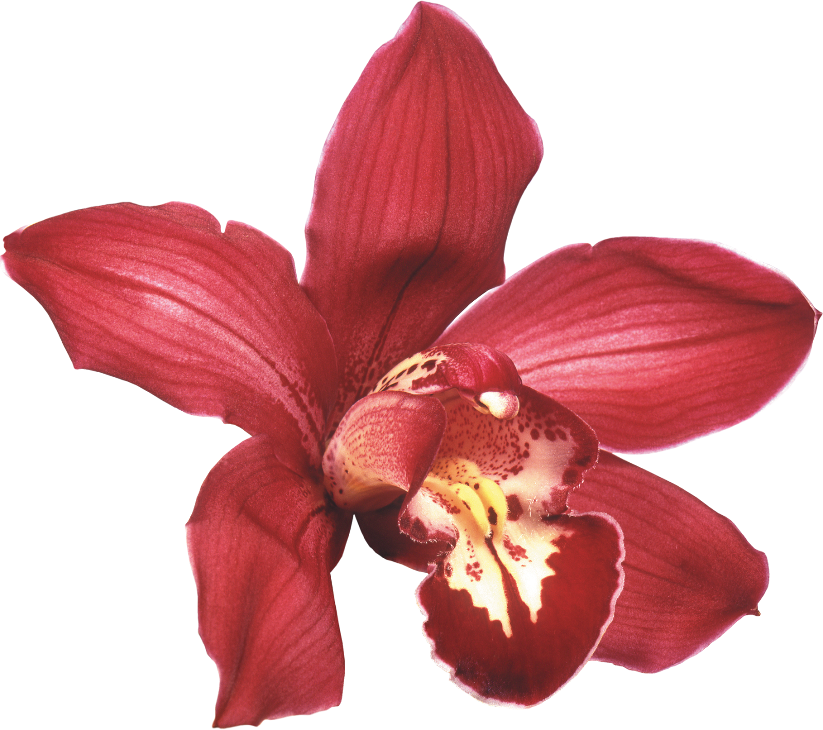 Png Клипарт "beautiful Orchids Flower" - (12+)под Сенью Девушек В Цвету. Часть Ii: Имена Стран: (1600x1420), Png Download
