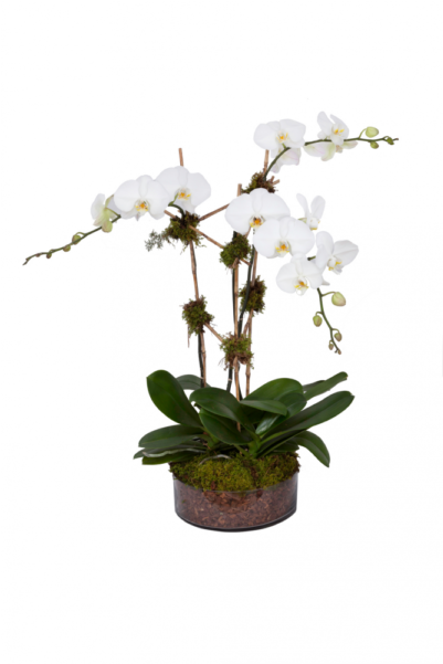 0034 Triple Stem White Orch - Orchids (600x600), Png Download