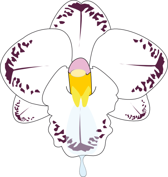 How To Set Use Orchid Flower Clipart (564x595), Png Download