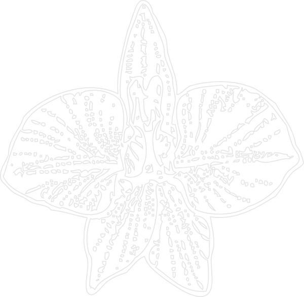 White Orchid Outline Svg Clip Arts 600 X 586 Px (600x586), Png Download