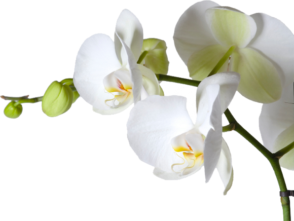 Orchid - Orchid Corner (580x436), Png Download