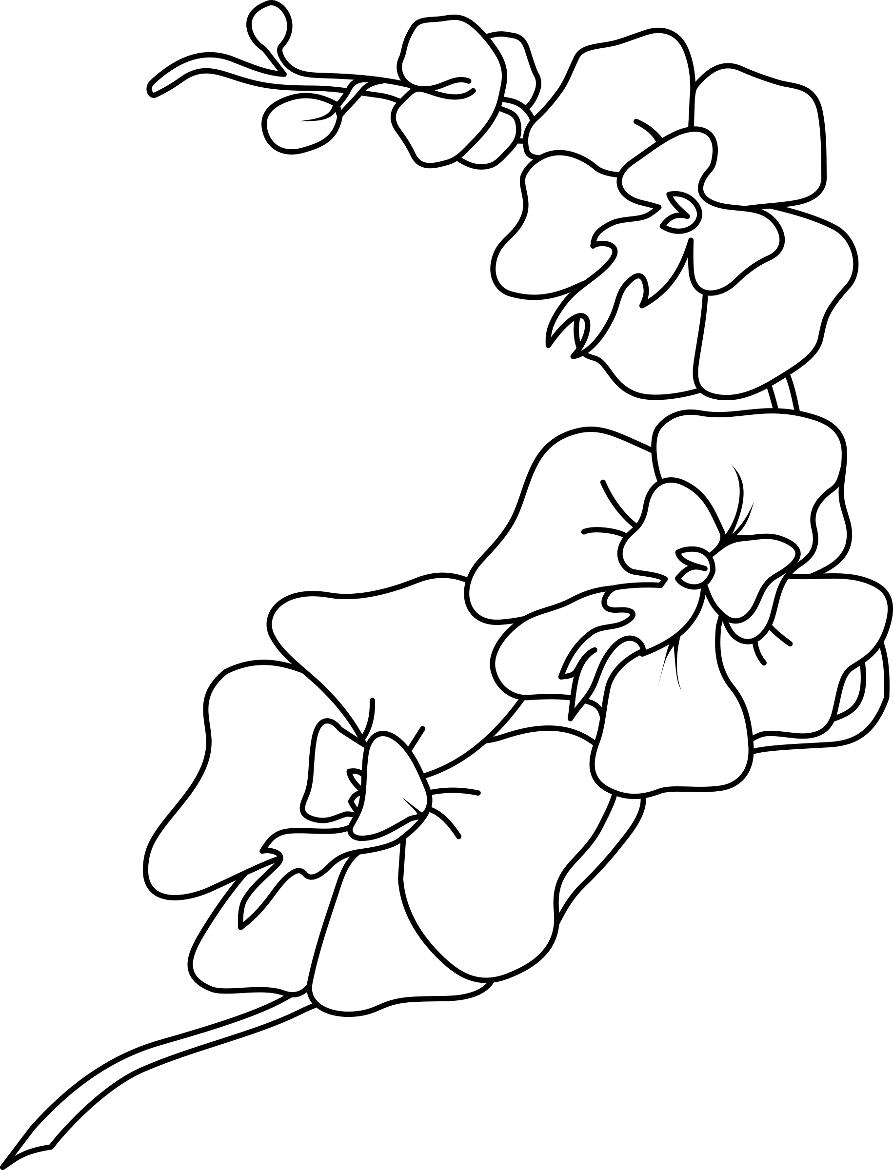 Big Image - Orchid Clipart Black And White (1831x2400), Png Download