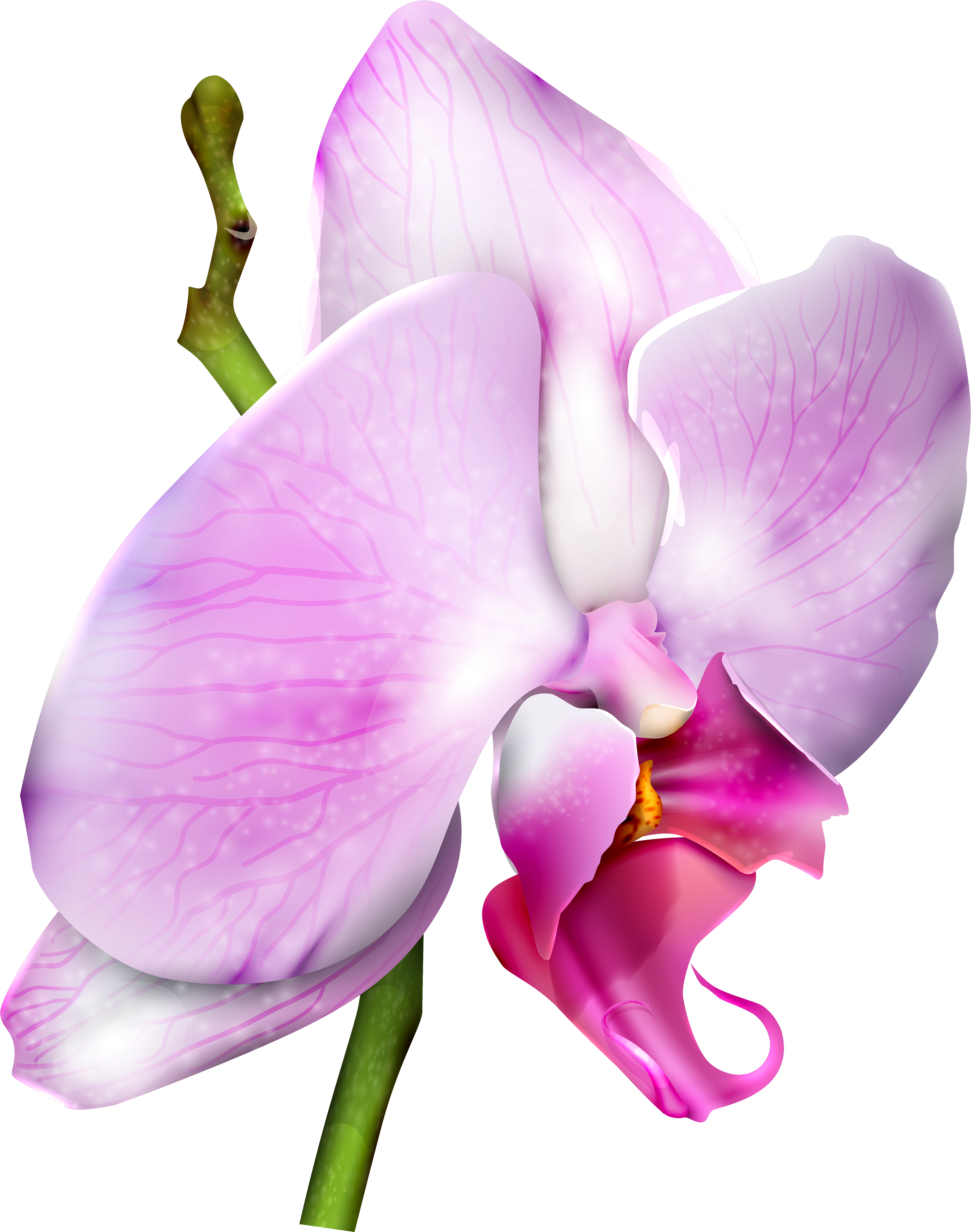 Orchid Png (5000x5527), Png Download
