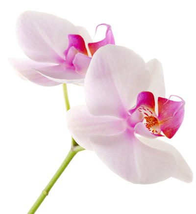 Orchid - Condolence Quotes My Deepest Condolences (400x436), Png Download