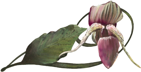 Hyacinth Orchid - Dipodium Roseum (536x369), Png Download