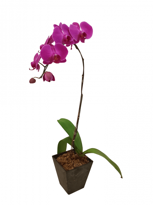 Single Potted Purple Orchid - Real Purple Orchid Single Stem (700x700), Png Download