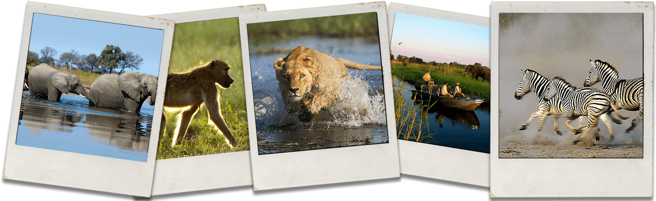 Okavango Delta Poloroid Photos - Okavango Delta (1300x400), Png Download
