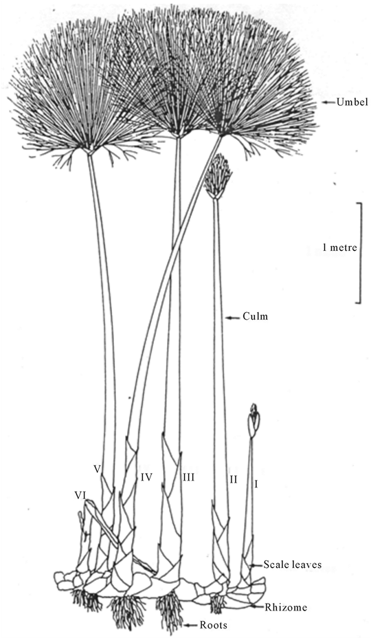 A Cyperus Papyrus Plant Showing, On A Single Rhizome, - Pond Pine (902x927), Png Download