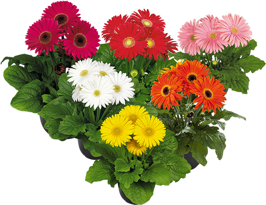 Maxi Select Mix - Photography (600x600), Png Download