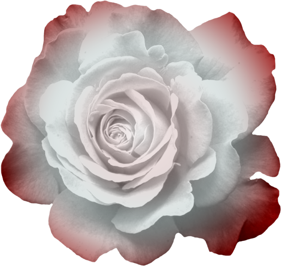 Transparent Flowers, Button Flowers, Clip Art, Photoshop, - Flower (1024x1005), Png Download
