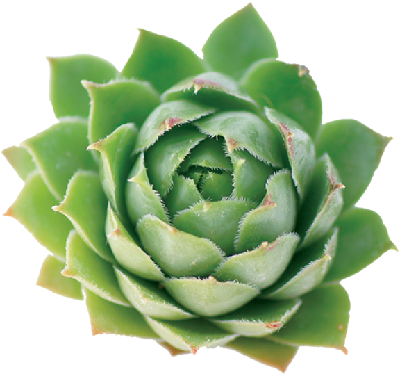 Mexican Flower Png Hd (587x542), Png Download