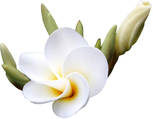 Exotic Flowers - Flower (500x388), Png Download