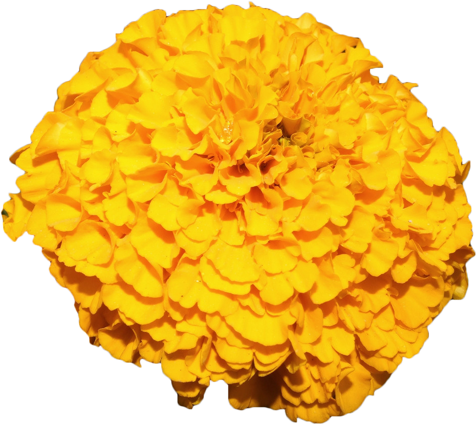 Mexican Marigold Flower Yellow - Marigold Flower Yellow Png (1200x900), Png Download