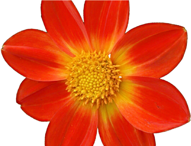 Dahlia Clipart Mexican - Igc Coaster Set 4 Pcs Round Designer Coasters Flower (640x480), Png Download