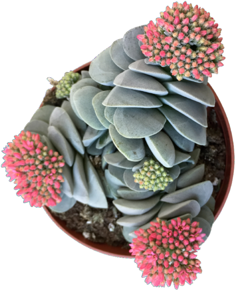 White Mexican Rose (600x600), Png Download