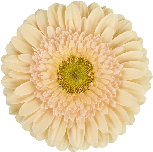 Mexican Pink - Boxed.com (600x600), Png Download