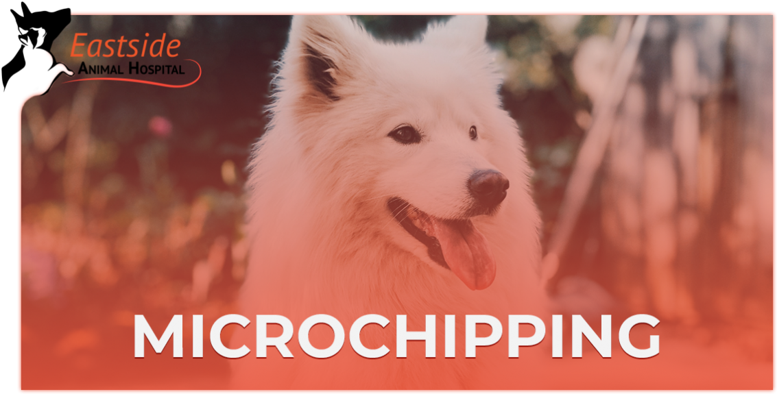 Animal Care Services In Muskogee - Dog (1196x628), Png Download