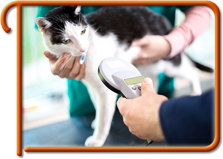Pet Microchipping In Kirkland Kirkland Pet Microchipping - Vip Petcare Coupon 2017 (500x333), Png Download