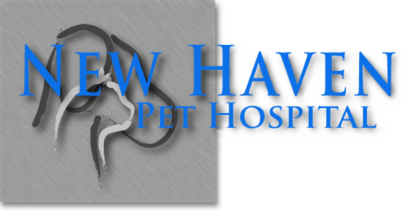 Preventing Lost Pets - New Haven Pet Hospital (576x302), Png Download