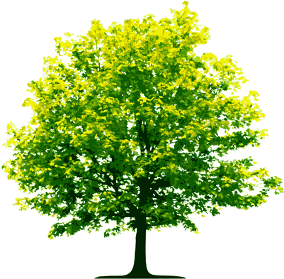 Light Green Tree - Tree Clipart Transparent Background (400x400), Png Download