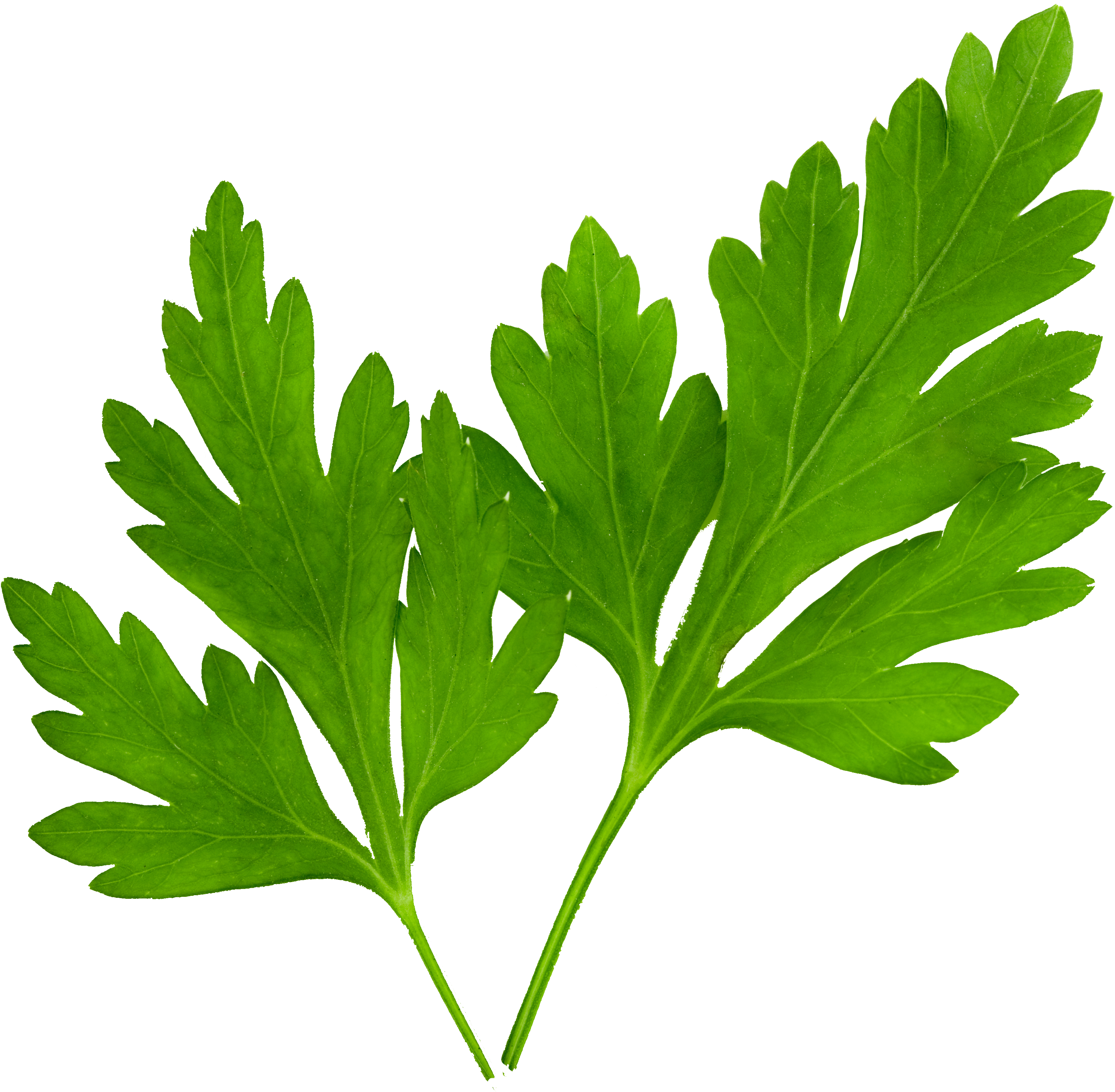 Parsley-e1520866809480 - Hojas De Perejil Png (3805x3805), Png Download