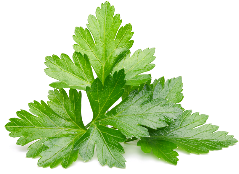 Parsley Coriander Cilantro Free Transparent PNG Download PNGkey