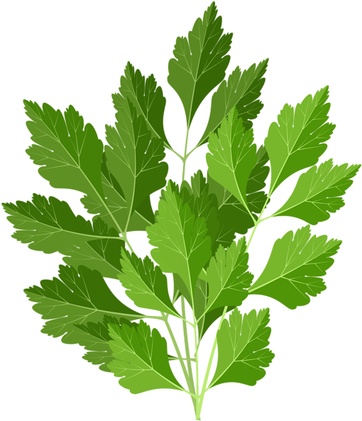 Parsley Png Clip Art Image - Gooseberry (515x600), Png Download
