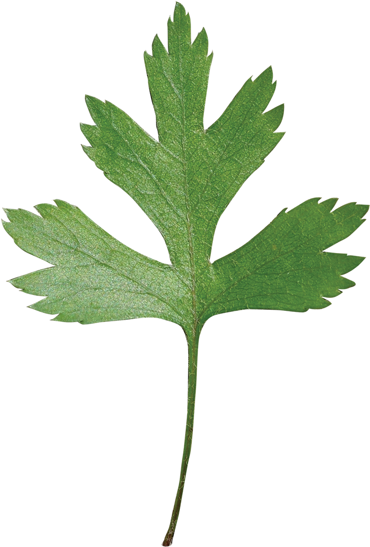 Parsley Hawthorn - Hawthorn Leaf Transparent Png (800x1140), Png Download