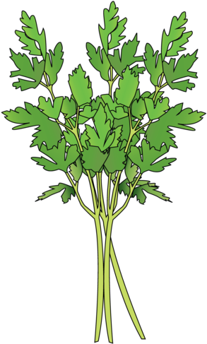 Parsley - Grass (1024x668), Png Download