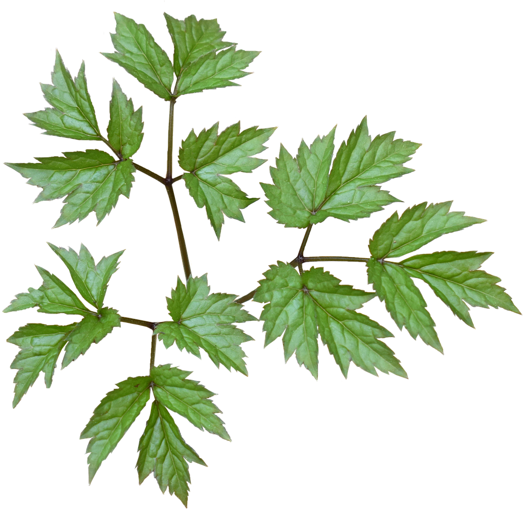 Green Leaves Plant Green Leaf - Happy Autumn Backpack By Klaraacel (1280x1024), Png Download