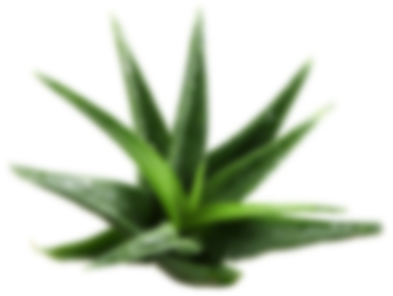 Cosmetics Aloe Layer 1 - Beyond Aloe From Jeju Mask 1pc 22ml (575x428), Png Download