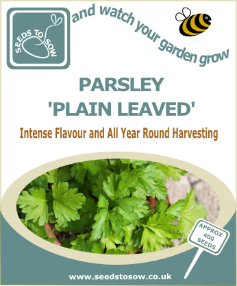 Plain Leaf Parsley - Crocus Dill Dukat (approx 500 Seeds) (346x417), Png Download