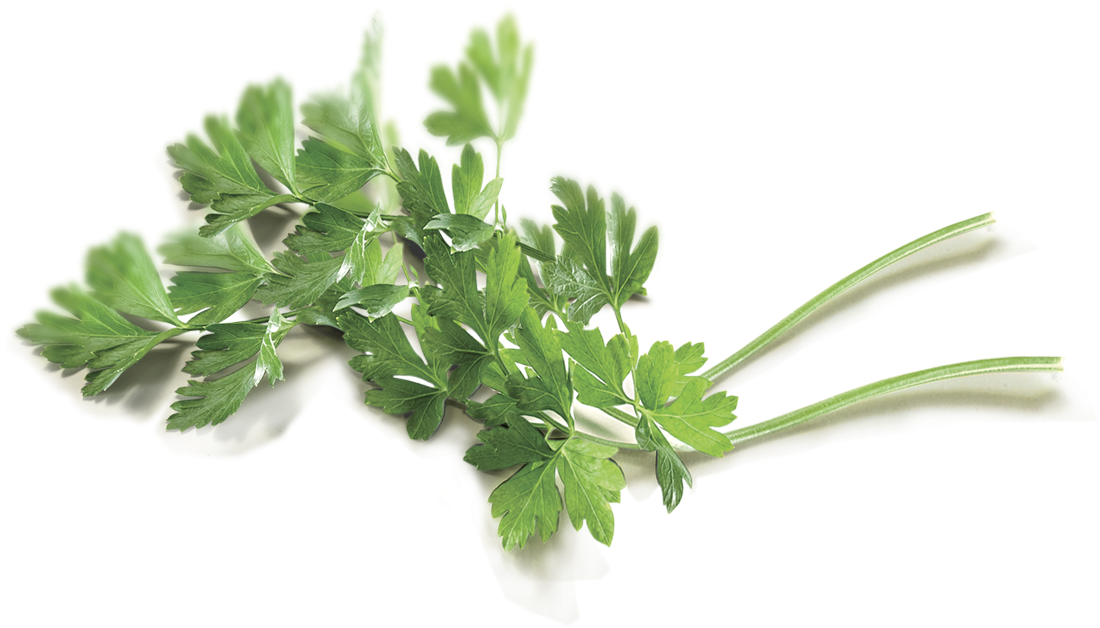 Parsley - Coriander (1170x769), Png Download