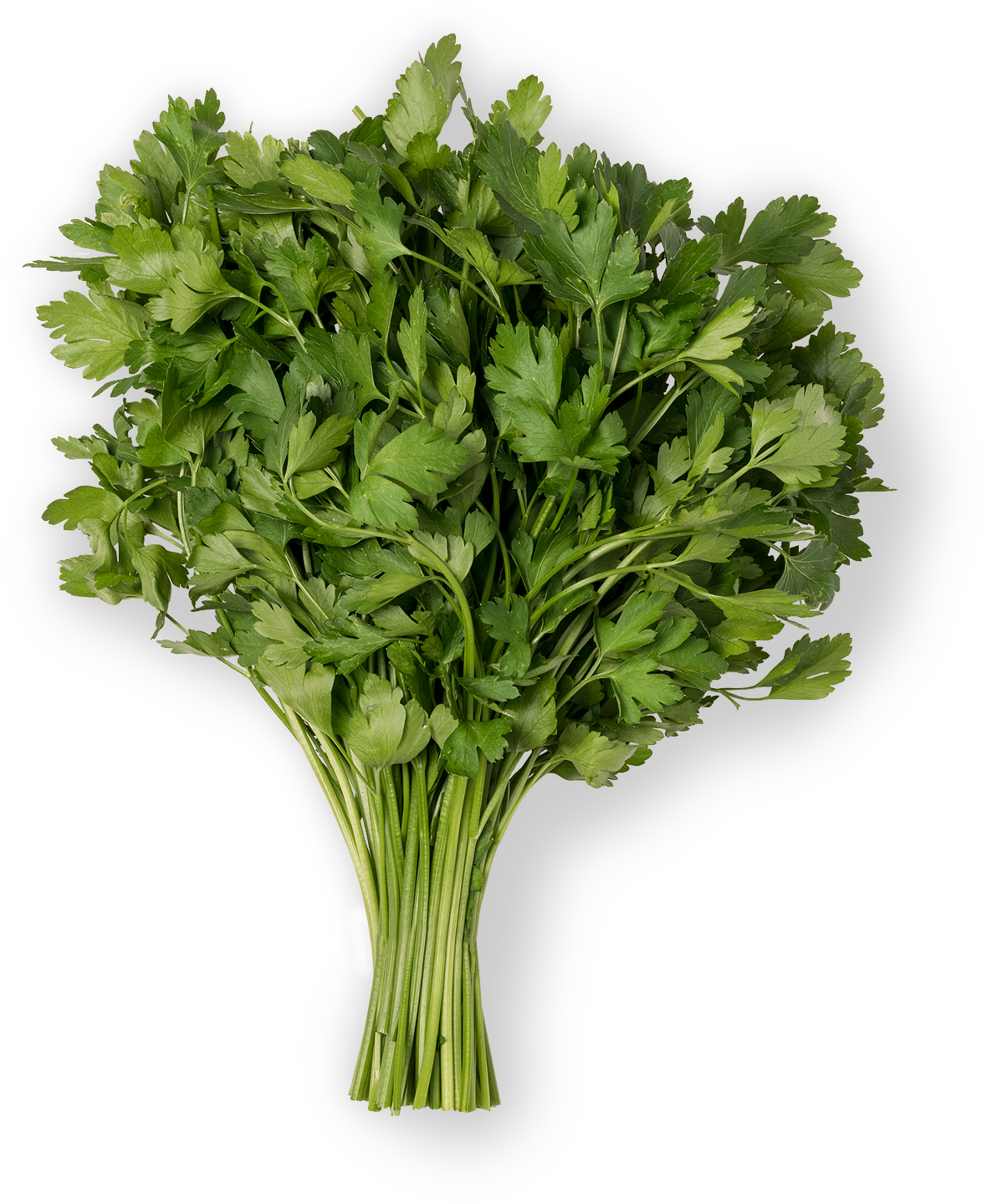Parsley (1500x1500), Png Download