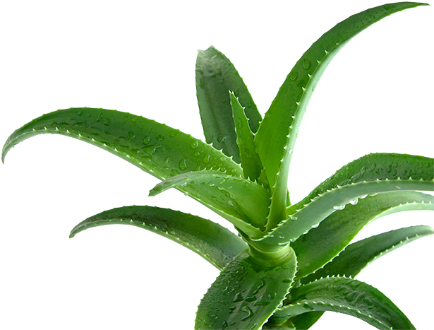 Aloe Vera - Aloe Vera In Islam (700x535), Png Download