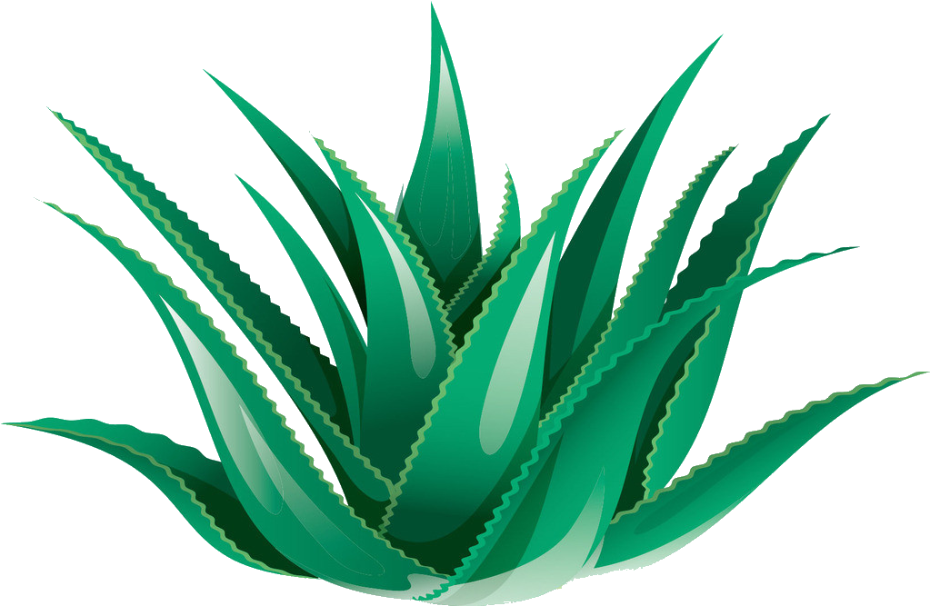 Clipart Black And White Library Aloe Vera Icon Transprent - Aloe Vera Transparent Background (1383x1012), Png Download