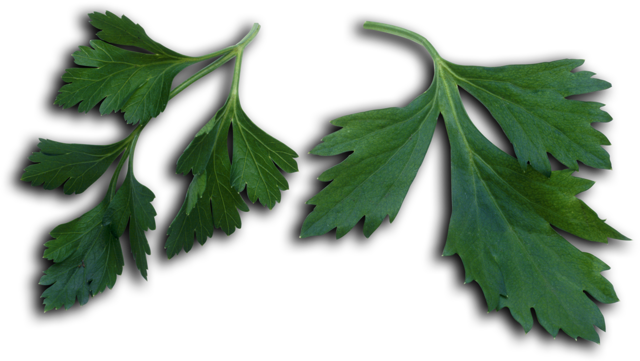Petroselinum Crispum Leaves - Parsley (1280x729), Png Download
