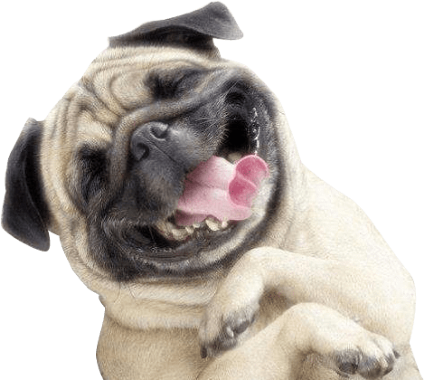 Happy Dog Png - Pug Smile (483x420), Png Download