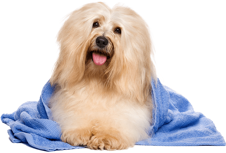 2018 Prairie Dog - Havanese Dog (900x600), Png Download