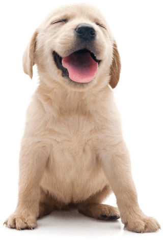 Happy Dog - Uniclife Flower Pet Fountain 56 Oz Bpa Free Water Dispenser (500x691), Png Download